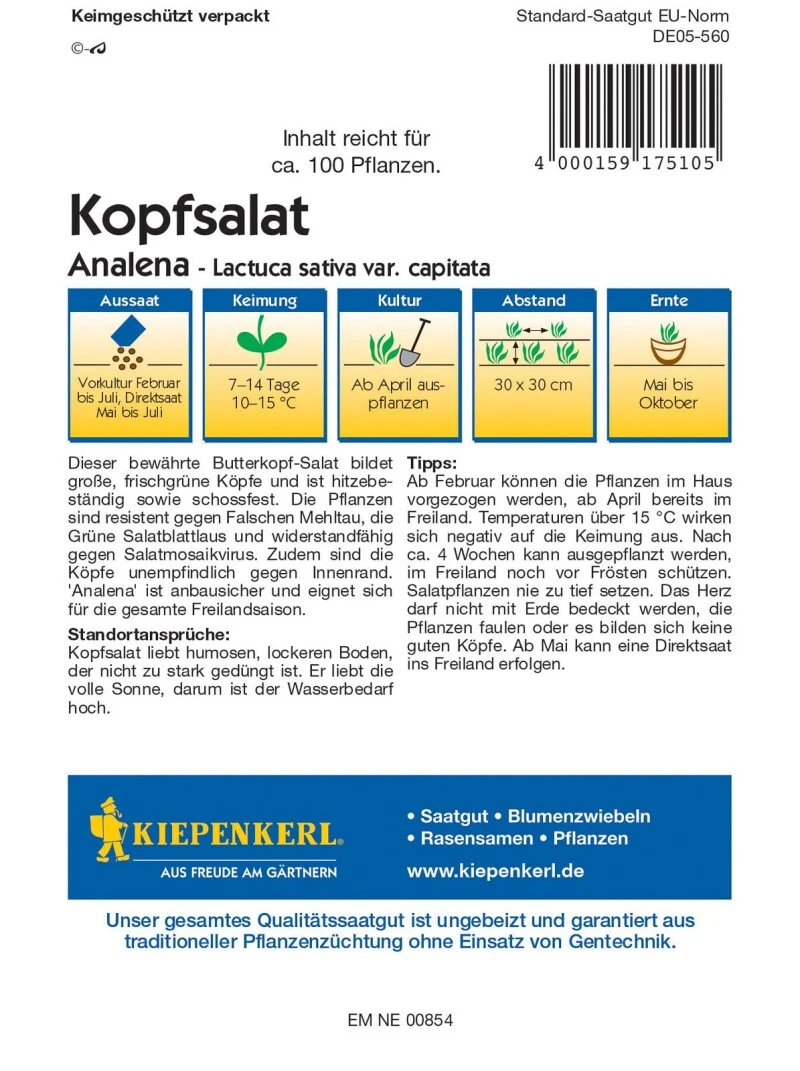 Kopfsalat Analena, Hitzebeständige Sorte Bildet Große Köpfe, Widerstandfähig Gegen Falschen Mehltau – Bild 2