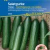 Salatgurke Tristan F1, Resistente Selbstbefruchtende Midi-Gurke, Für Gewächshaus Und Freiland Geeignet, Fruchtlänge Ca. 22 Cm