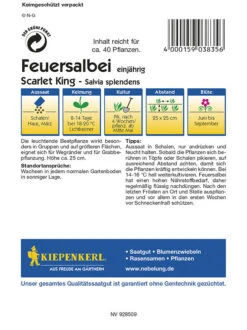 Salvia Splendens Feuersalbei Scarlet King Rot