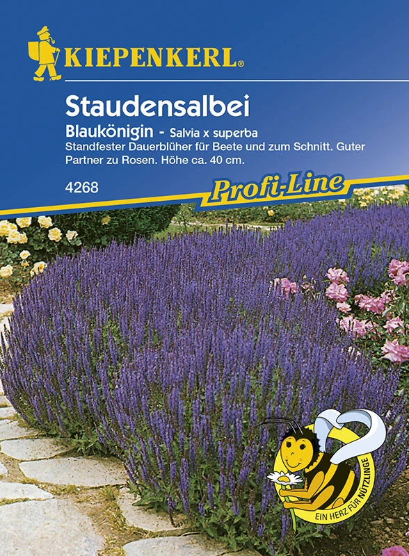 Salvia X Superba Blumensalbei Blaukönigin – Bild 2