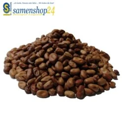 Samenshop24® Ackerbohnen Pferdebohnen Vicia Faba, Inhalt: 1kg Für Ca. 50m², Nicht Winterharte Gründüngerpflanzen, Tief Wurzelnd Und Stickstoffbindend