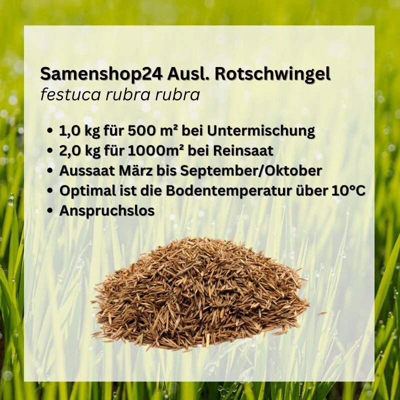 Samenshop24® Ausl. Rotschwingel Festuca Rubra Rubra 1kg – Bild 3