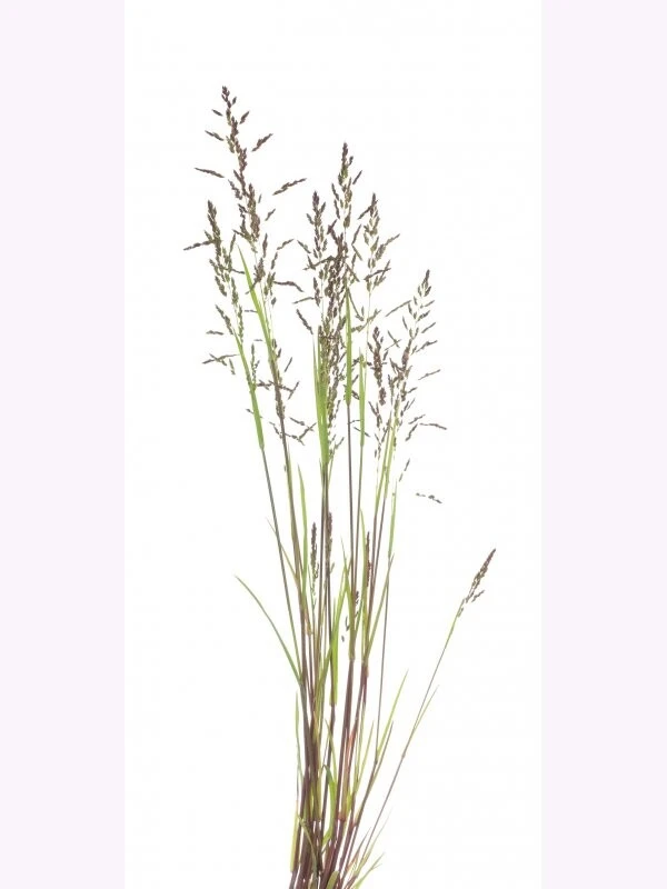 Samenshop24® Ausl. Rotschwingel Festuca Rubra Rubra 1kg – Bild 2