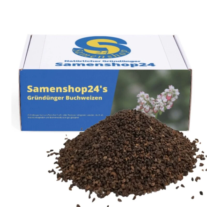 Samenshop24® Buchweizen Gründünger Inhalt: 1kg