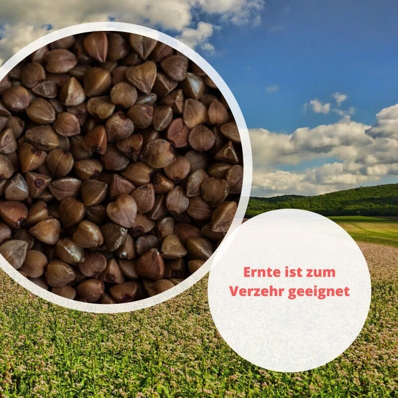Samenshop24® Buchweizen Gründünger Inhalt: 1kg – Bild 3