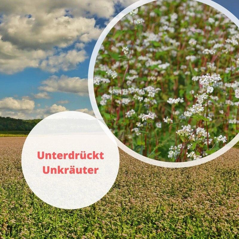 Samenshop24® Buchweizen Gründünger Inhalt: 1kg – Bild 4