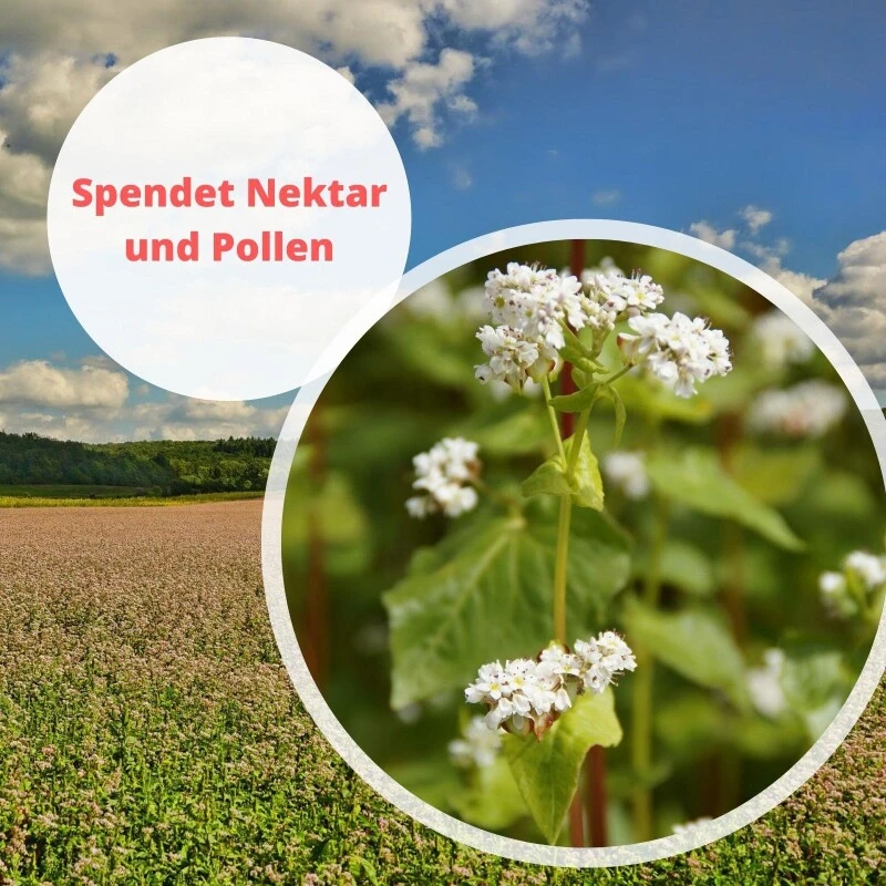 Samenshop24® Buchweizen Gründünger Inhalt: 1kg – Bild 5