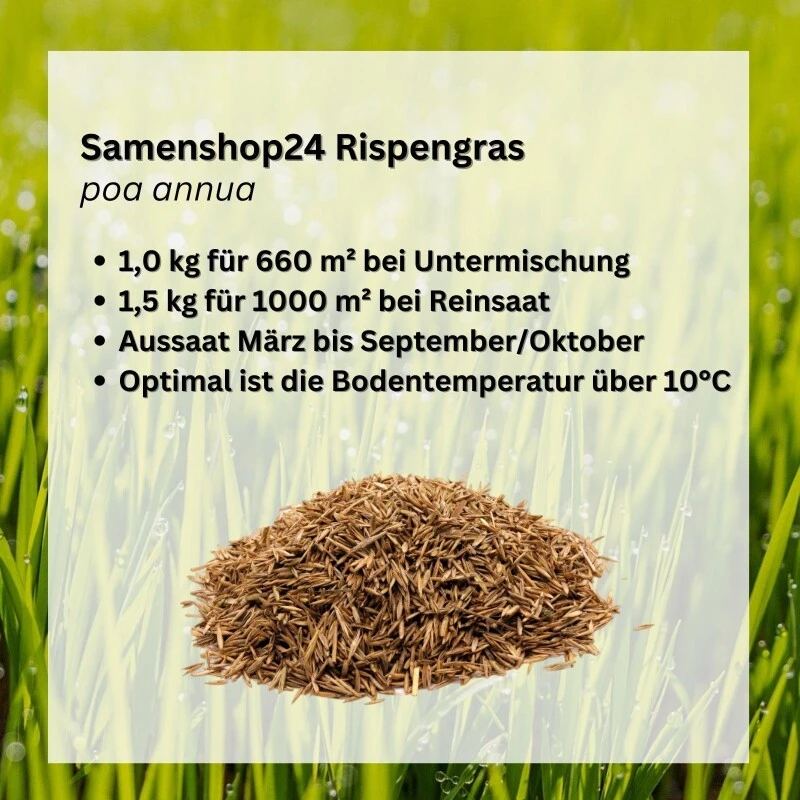 Samenshop24® Einjähriges Rispengras, Poa Annua 1kg – Bild 2