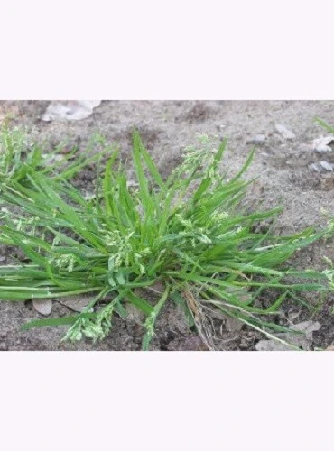 Samenshop24® Einjähriges Rispengras, Poa Annua 1kg – Bild 3