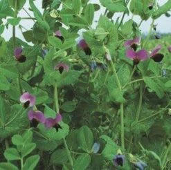 Samenshop24® Futtererbsen, Inhalt: 1kg Für 75m², Gründüngung & Futterpflanze