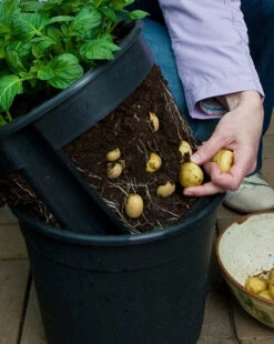 Kartoffel - Set | Anzucht Leicht Gemacht | 1x Anzuchttopf + Gemüseerde + 4 Pflanzkartoffeln Linda