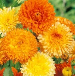 Samenshop24® Ringelblumen Modefarben Mischung Calendula Officinalis Fl.pl. 1kg