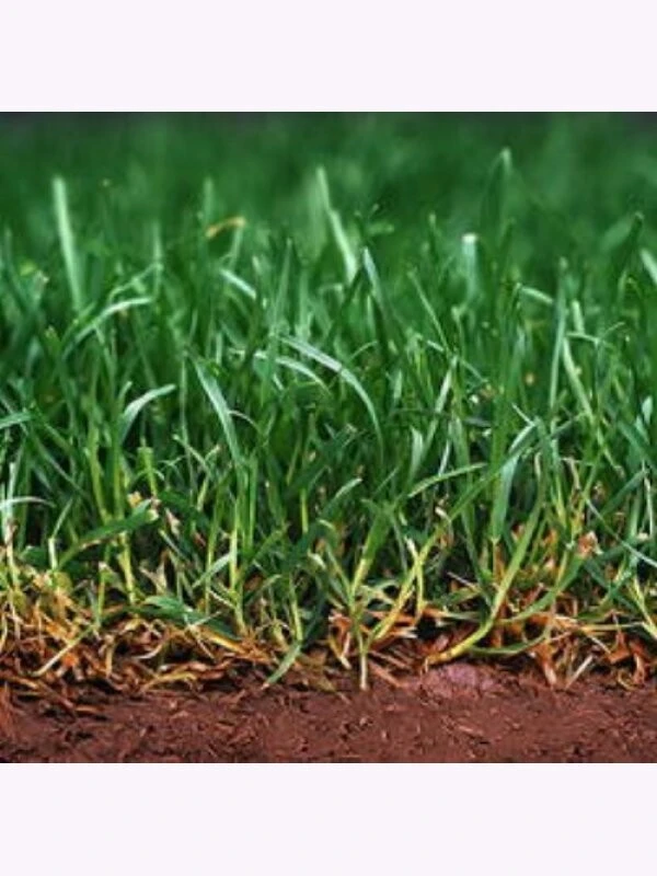 Samenshop24® Spiel- Und Sportrasen 1kg Für 50m²