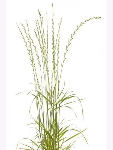 Samenshop24® Welsches Weidelgras Lolium Multiflorum 1kg – Bild 2