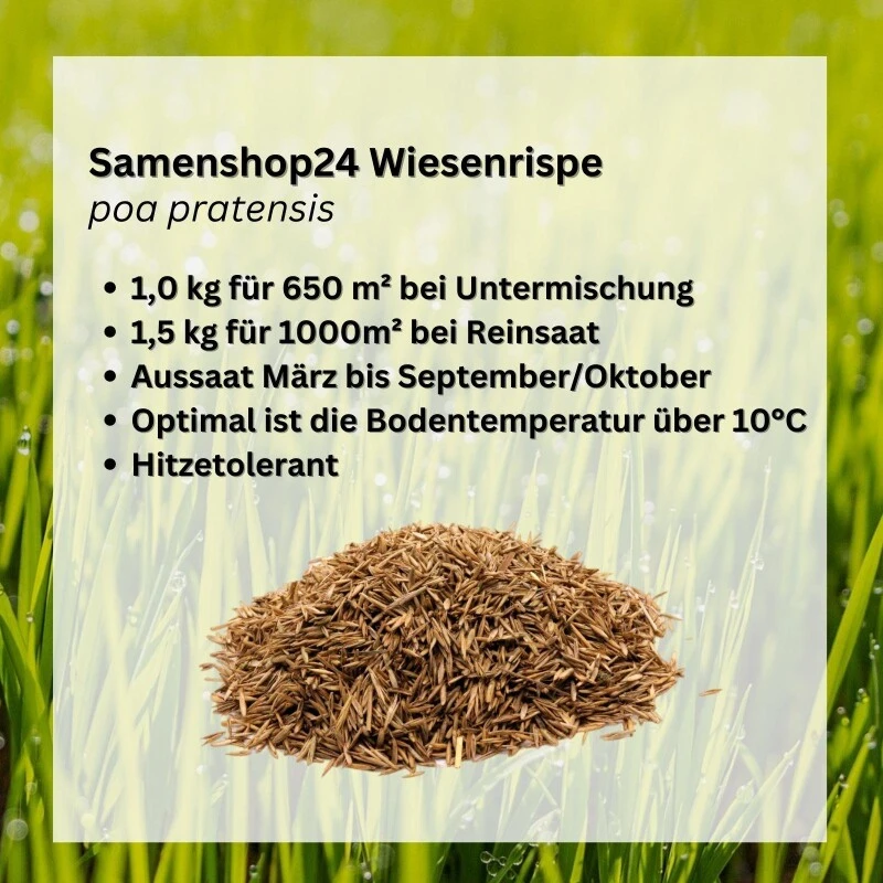 Samenshop24® Wiesenrispe Poa Pratensis , Inhalt: 1kg, Belastbar Mit Guter Hitzeverträglichkeit