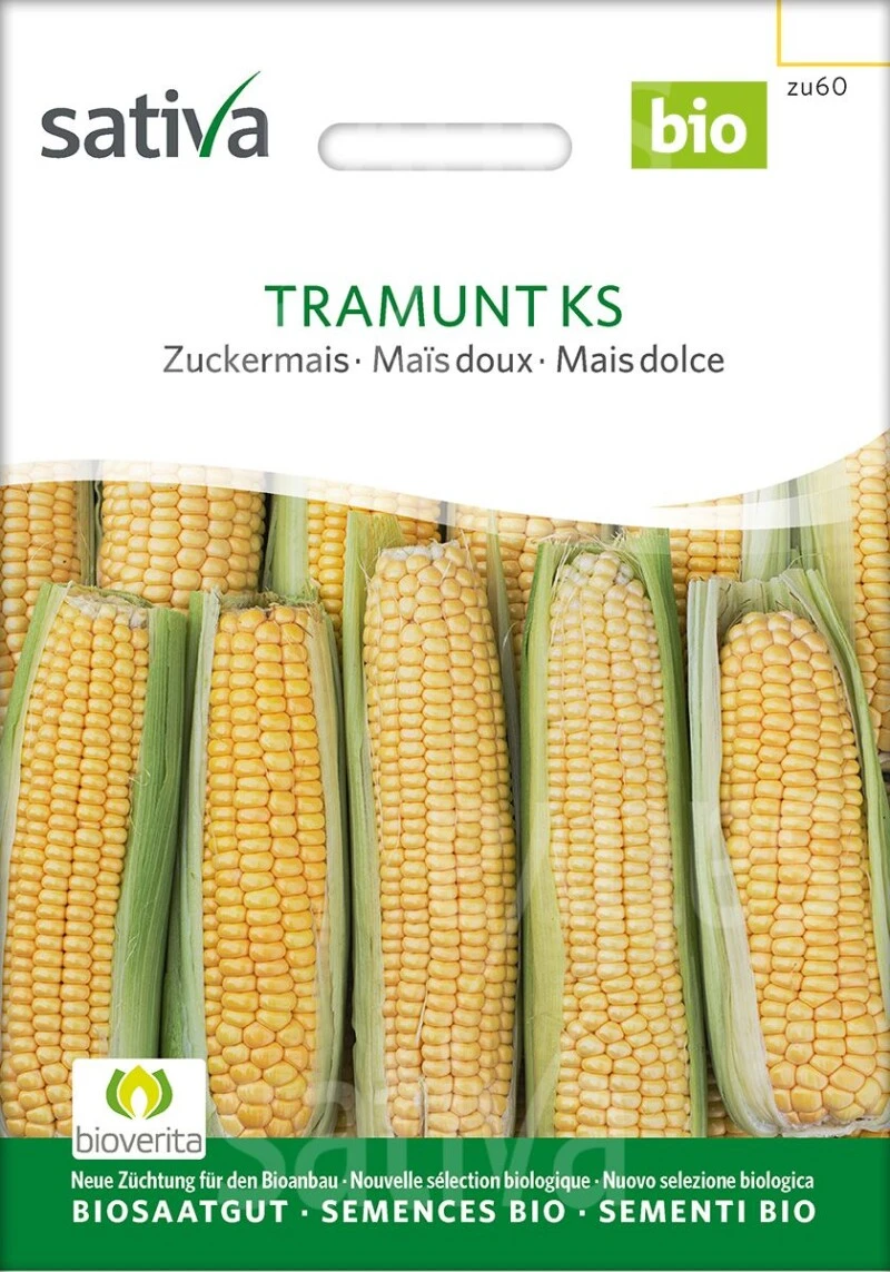 Zuckermais TRAMUNT KS, Extrasüss, Aus Sativa-Züchtung. Mittelspäte Sorte – Bild 3