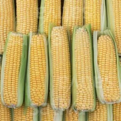 Zuckermais TRAMUNT KS, Extrasüss, Aus Sativa-Züchtung. Mittelspäte Sorte