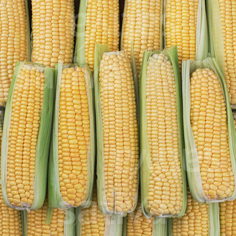 Zuckermais TRAMUNT KS, Extrasüss, Aus Sativa-Züchtung. Mittelspäte Sorte