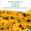 Einjährige Blume GELBER SONNENHUT Schnitt- Und Trockenblume
