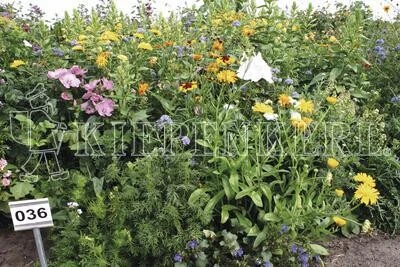 Schattenblumen-Mix, Inhalt: 100gr. Für Bis Zu 100m², Ein- Und Mehrjährige Blumenmischung Für Schattenbereiche, Nektarspender Für Nützlinge – Bild 2