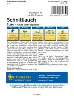 Schnittlauch Staro, Besonders Grobröhrig Somit Gute Eigenschaften Im Freiland Und Für Die Wintertreiberei (Fensterbank)
