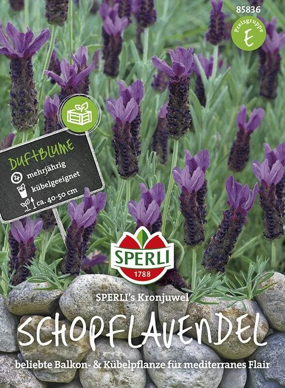 Schopflavendel Sperling´s Kronjuwel