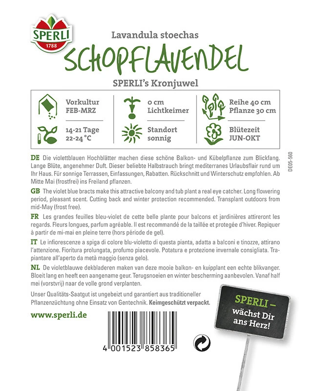 Schopflavendel Sperling´s Kronjuwel – Bild 2