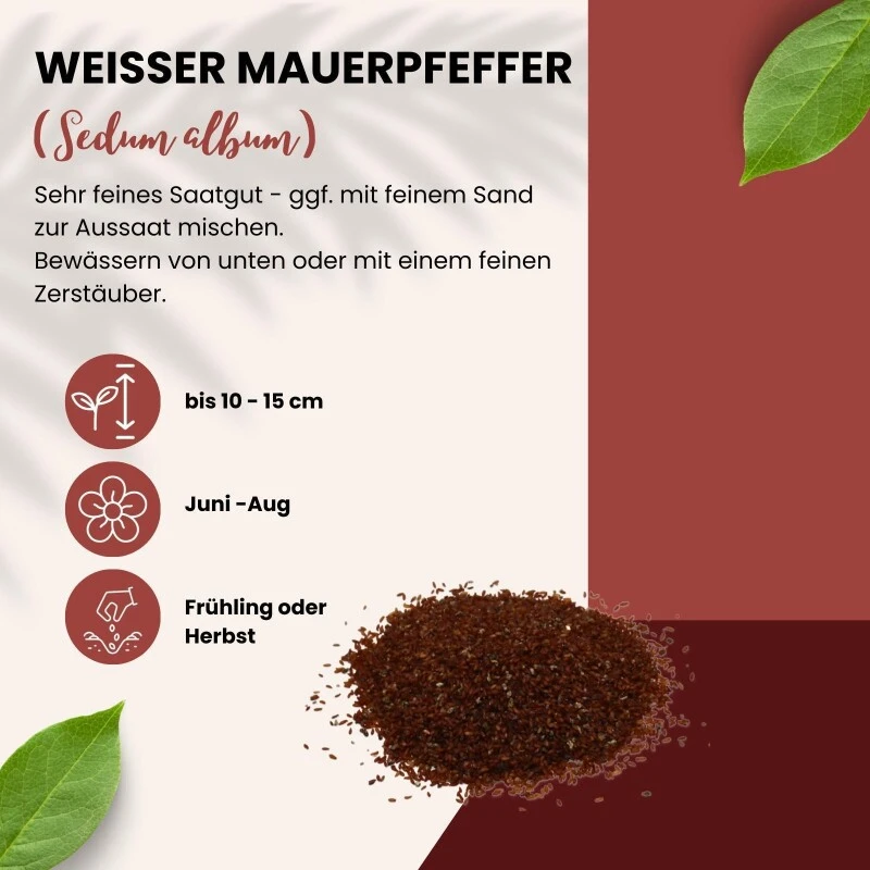 Weißer Mauerpfeffer Sedum Album Wildform Bodendecker Für Steingärten Heidegärten Und Dachbegrünung – Bild 4