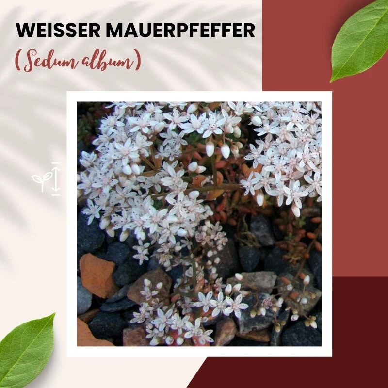Weißer Mauerpfeffer Sedum Album Wildform Bodendecker Für Steingärten Heidegärten Und Dachbegrünung – Bild 3