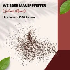Weißer Mauerpfeffer Sedum Album Wildform Bodendecker Für Steingärten Heidegärten Und Dachbegrünung