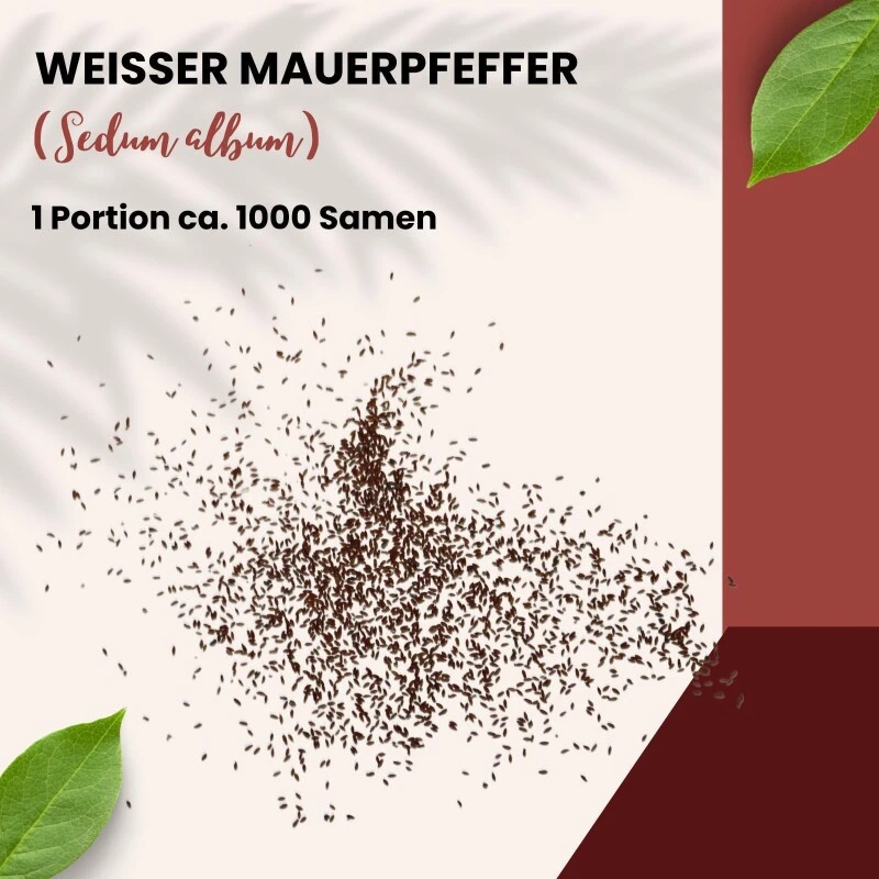 Weißer Mauerpfeffer Sedum Album Wildform Bodendecker Für Steingärten Heidegärten Und Dachbegrünung
