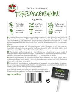 Sonnenblume Big Smile (Topfsonnenblume)