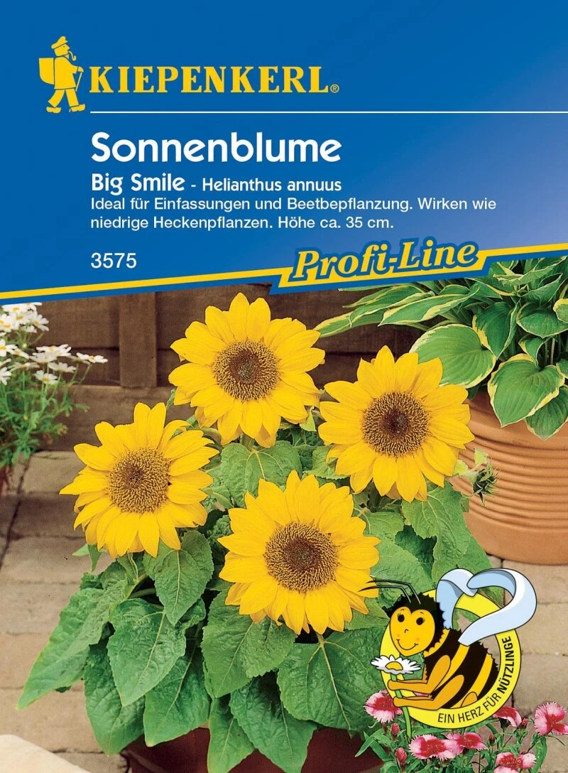 Sonnenblume Big Smile, Mini-Stars - Diese Sorte Steht Am Beetrand Oder Rahmt Effektvoll Wege Ein – Bild 2