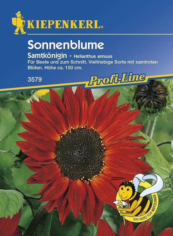 Sonnenblume Samtkönigin, Für Beete Und Zum Schnitt, Vielfältige Sorte Mit Samtroten Blüten