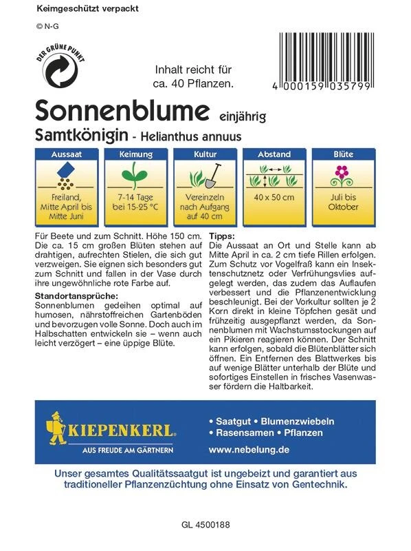 Sonnenblume Samtkönigin, Für Beete Und Zum Schnitt, Vielfältige Sorte Mit Samtroten Blüten – Bild 2