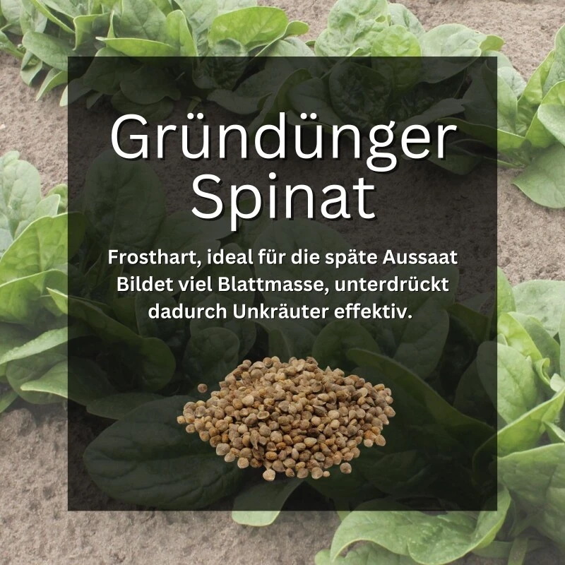 GardenTaurus® Gründünger Spinat, Doppelnutzen Durch Ernte Als Gemüse, Bodenverbesserer – Bild 2