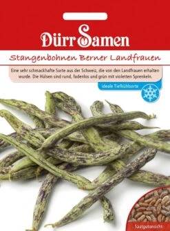 Stangenbohnen Berner Landfrauen, Sehr Schmackhafte Sorte Aus Der Schweiz, Hülsen Rund Fadenlos Und Grün Mit Violetten Sprenkeln