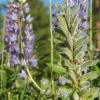 Staudenlupine Blau Lupinus Perenne Mehrjährig 1kg