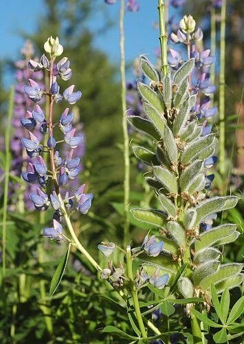 Staudenlupine Blau Lupinus Perenne Mehrjährig 1kg