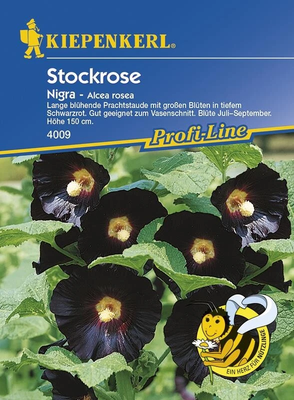 Stockrosen Nigra, Große Auffällige Blüten In Geheimnisvollem Schwarzrot, Staudensamen