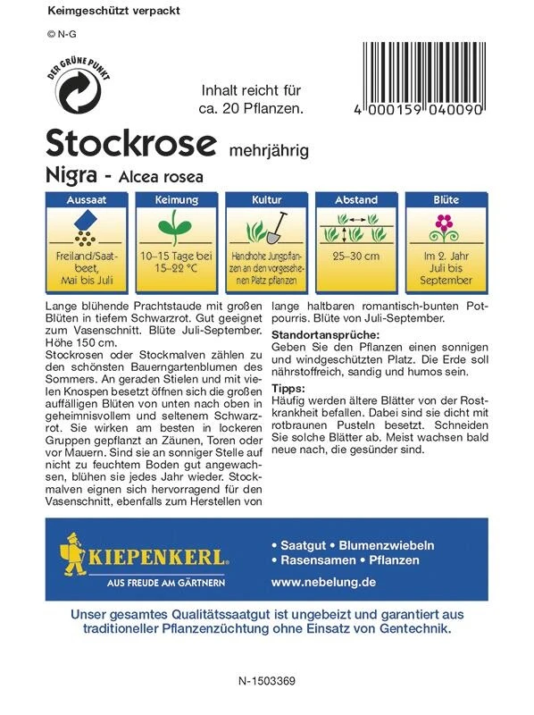 Stockrosen Nigra, Große Auffällige Blüten In Geheimnisvollem Schwarzrot, Staudensamen – Bild 2