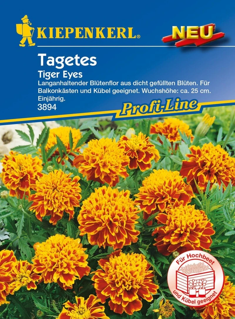 Studentenblume Tiger Eyes, Langanhaltender Blütenflor Aus Dicht Gefüllten Blüten, Für Kästen Und Kübel Geeignet