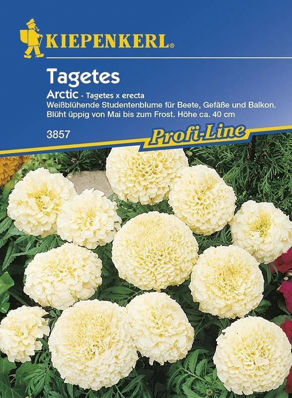 Tagetes Erecta Arctic Weiß – Bild 2