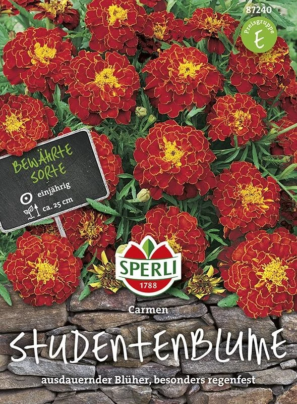 Tagetes Studentenblume Carmen – Bild 2