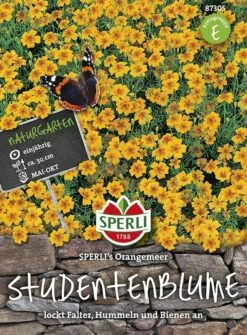 Tagetes Studentenblume, Orangemeer