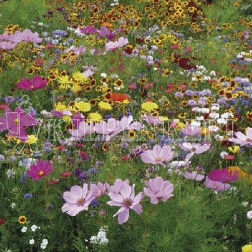 Tempo Blütenflor Mischung Großpackung 1kg