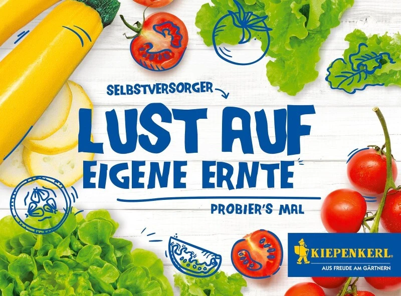 Thementüte Selbstversorger – Lust Auf Eigene Ernte, Inhalt: Salat, Zucchini Und Cocktail-Tomaten