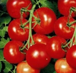 Tomaten Moneymaker 10gr