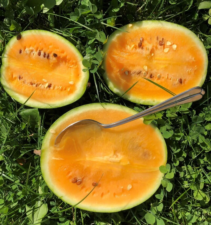 Wassermelone Solopoly M12 Freiland Geeignet – Bild 2