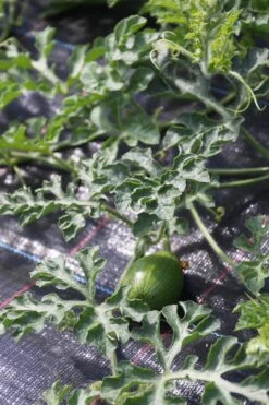 Wassermelone Solopoly M12 Freiland Geeignet